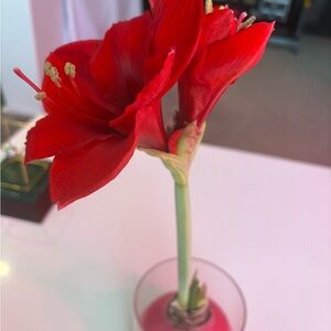 Elegant Red Amaryllis Flower Accent